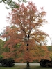 black gum fall colour