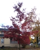 scalet oak fall color