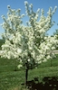 malus flowering white