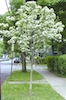 hawthorn 'Winter King'