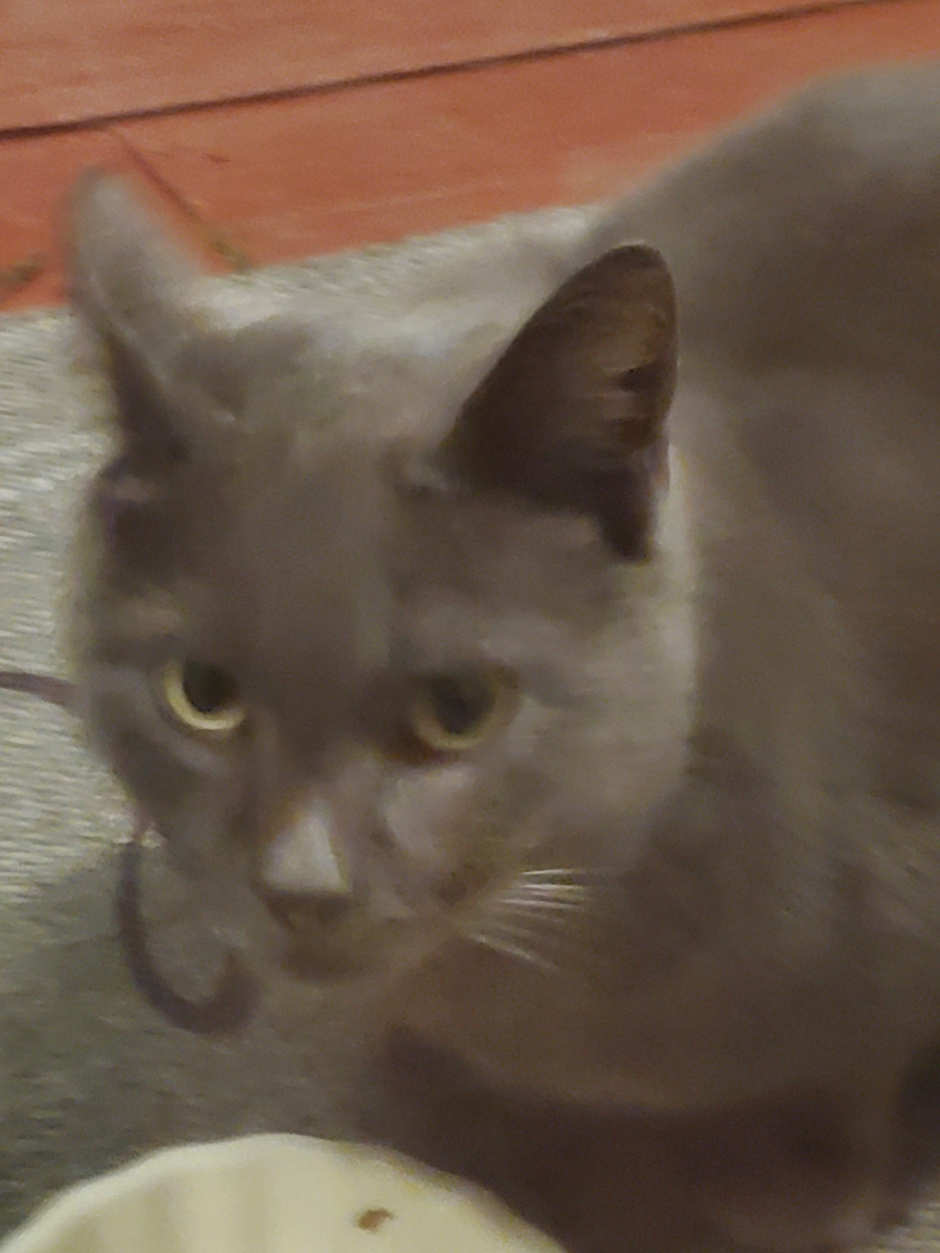 grey cat